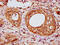 Iroquois Homeobox 6 antibody, CSB-PA011838LA01HU, Cusabio, Immunohistochemistry frozen image 
