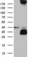 Mitochondria Localized Glutamic Acid Rich Protein antibody, TA811801S, Origene, Western Blot image 