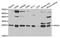 Apolipoprotein M antibody, TA332619, Origene, Western Blot image 