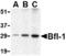 BCL2 Related Protein A1 antibody, TA306339, Origene, Western Blot image 