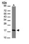 CKLF Like MARVEL Transmembrane Domain Containing 6 antibody, TA309017, Origene, Western Blot image 