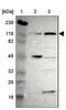 PAX3 And PAX7 Binding Protein 1 antibody, NBP1-86818, Novus Biologicals, Western Blot image 
