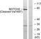 Notch Receptor 2 antibody, TA314278, Origene, Western Blot image 