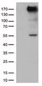 Xanthine dehydrogenase/oxidase antibody, LS-C793128, Lifespan Biosciences, Western Blot image 