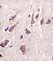 Neurexin-1-beta antibody, PA5-49444, Invitrogen Antibodies, Immunohistochemistry frozen image 