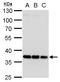 Homeobox D13 antibody, PA5-35899, Invitrogen Antibodies, Western Blot image 