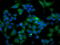 Ubiquitin-like-conjugating enzyme ATG3 antibody, LS-C793250, Lifespan Biosciences, Immunofluorescence image 