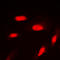 Akt antibody, abx133042, Abbexa, Western Blot image 