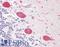 Neuronal Vesicle Trafficking Associated 1 antibody, LS-B11509, Lifespan Biosciences, Immunohistochemistry paraffin image 