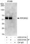 Protein Phosphatase 2 Regulatory Subunit B'Gamma antibody, A303-813A, Bethyl Labs, Immunoprecipitation image 