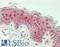 SERPINB7 antibody, LS-B13615, Lifespan Biosciences, Immunohistochemistry paraffin image 
