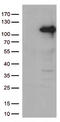 Janus Kinase 3 antibody, TA812815, Origene, Western Blot image 