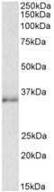 CCAAT Enhancer Binding Protein Beta antibody, AP32952PU-N, Origene, Western Blot image 