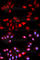 Regulator Of Calcineurin 1 antibody, A5326, ABclonal Technology, Immunofluorescence image 