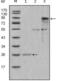 Myeloperoxidase antibody, abx011219, Abbexa, Enzyme Linked Immunosorbent Assay image 