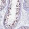 Serine And Arginine Rich Splicing Factor 5 antibody, NBP1-92381, Novus Biologicals, Immunohistochemistry frozen image 