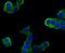 Plexin-A1 antibody, A06377, Boster Biological Technology, Immunocytochemistry image 