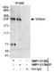 Vir Like M6A Methyltransferase Associated antibody, NBP1-21363, Novus Biologicals, Immunoprecipitation image 