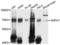 Glyceronephosphate O-Acyltransferase antibody, LS-C333150, Lifespan Biosciences, Western Blot image 