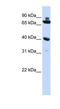Chromosome 7 Open Reading Frame 31 antibody, NBP1-56351, Novus Biologicals, Western Blot image 