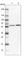 Family With Sequence Similarity 114 Member A2 antibody, HPA035870, Atlas Antibodies, Western Blot image 
