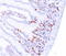 5-bromodeoxyuridine antibody, AM33371PU-T, Origene, Immunohistochemistry paraffin image 