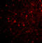 Huntingtin-associated protein 1 antibody, 4205, ProSci, Immunofluorescence image 