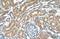 Solute Carrier Family 16 Member 8 antibody, A14659, Boster Biological Technology, Immunohistochemistry paraffin image 