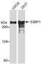 p53BP1 antibody, TA309918, Origene, Western Blot image 
