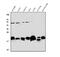 Caveolin 2 antibody, PB9166, Boster Biological Technology, Western Blot image 