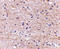DNA-binding protein SATB2 antibody, LS-C53311, Lifespan Biosciences, Immunohistochemistry frozen image 