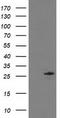 Chromosome 1 Open Reading Frame 50 antibody, LS-C172766, Lifespan Biosciences, Western Blot image 
