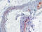 Mannose-binding protein A antibody, AM26335PU-N, Origene, Immunohistochemistry paraffin image 