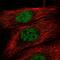 NAK antibody, HPA045797, Atlas Antibodies, Immunocytochemistry image 