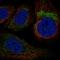 Tyrosyl-TRNA Synthetase 2 antibody, HPA074097, Atlas Antibodies, Immunocytochemistry image 