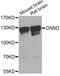 Dynamin 2 antibody, LS-C746858, Lifespan Biosciences, Western Blot image 