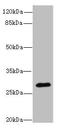 Calpain Small Subunit 2 antibody, orb34834, Biorbyt, Western Blot image 