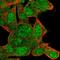 Leucine Rich Melanocyte Differentiation Associated antibody, HPA047446, Atlas Antibodies, Immunofluorescence image 