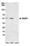 Stromal membrane-associated protein 1 antibody, A305-675A-M, Bethyl Labs, Western Blot image 