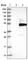 Leucine Rich Repeat Containing 25 antibody, HPA029459, Atlas Antibodies, Western Blot image 