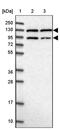 PAM antibody, PA5-59929, Invitrogen Antibodies, Western Blot image 