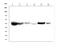 Aldehyde dehydrogenase, mitochondrial antibody, M00546-2, Boster Biological Technology, Western Blot image 