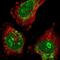 ATPase Family AAA Domain Containing 1 antibody, PA5-58014, Invitrogen Antibodies, Immunofluorescence image 