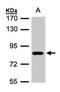 Chloride Voltage-Gated Channel 5 antibody, orb74106, Biorbyt, Western Blot image 