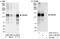 RNA Binding Motif Protein 26 antibody, A301-215A, Bethyl Labs, Western Blot image 