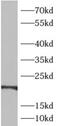 Acireductone Dioxygenase 1 antibody, FNab00169, FineTest, Western Blot image 