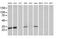 Mitochondrial Ribosomal Protein S34 antibody, MA5-26088, Invitrogen Antibodies, Western Blot image 