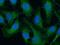 Diablo IAP-Binding Mitochondrial Protein antibody, GTX02004, GeneTex, Immunofluorescence image 