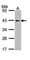 Isocitrate dehydrogenase [NAD] subunit gamma, mitochondrial antibody, orb73374, Biorbyt, Western Blot image 