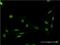 Fas-activated serine/threonine kinase antibody, H00010922-M02, Novus Biologicals, Immunofluorescence image 